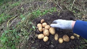 Картофель из агроцентра "Коренево" . Что выросло?