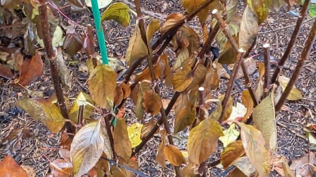 Новинки в сад/ фиксирую побеги метельчатых гортензий в зиму/ 29октября 2022 смотреть онлайн