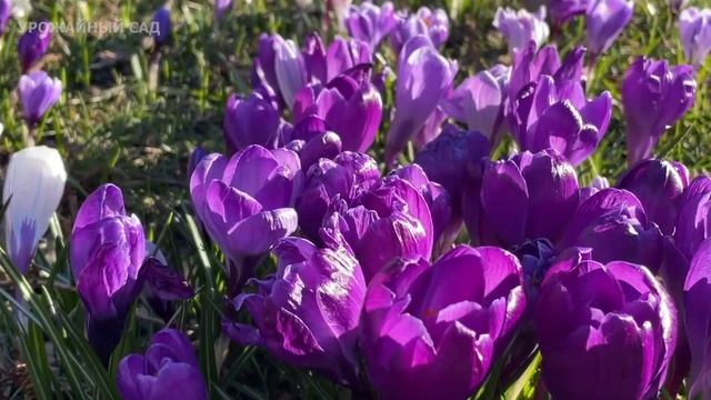 Срочно Внесите Это Под Все Всходящие Цветы Весной! Под Тюльпаны, Нарциссы - Будут Бешено Цвести! смотреть онлайн