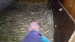 у крольчихи родился мертвый крольченок