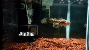 Unboxing/Review Channa Aurantimaculata