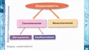 Биология 9 класс Пасечник $20 Основные формы изменчивости  Генотипическая изменчивость