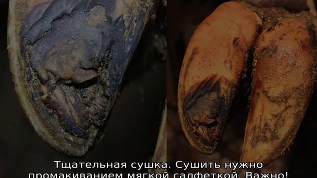 Мокрец у коровы: признаки и лечение смотреть онлайн