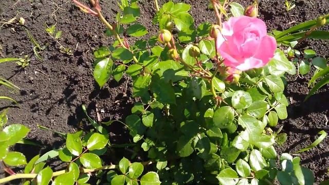 Розы//Гертруда Джекил, Дистант драмс, Боскобель, Поль бокус, Крокус роуз, Тизинг Джорджия смотреть онлайн