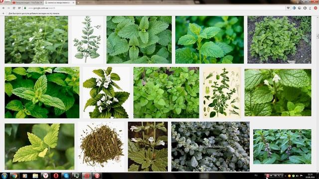 Мелисса лекарственная (Melissa officinalis)