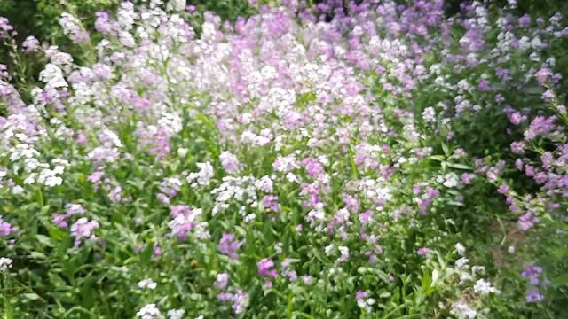 Dames Rocket: Edible and Good for Our Health смотреть онлайн