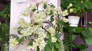 Ожоги листьев у бугенвиллии/ Что случилось с бугенвиллией?