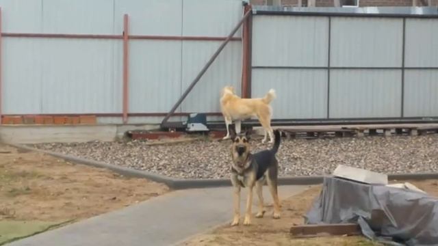 Тимерташ Радослава (Москва) дочь Вивы и Нурика (Тимерташ Вива Ла Дива × Олимпик Стар Нео Нуар) www. смотреть онлайн