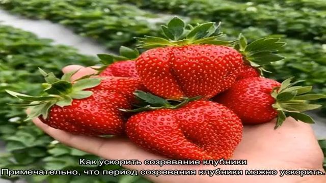 Клубника: созревание в зависимости от сорта