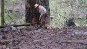 Dangerous Felling 500-year-old Tree Huge Chainsaw Machines, Fastest Cutting Down Big Tree Working