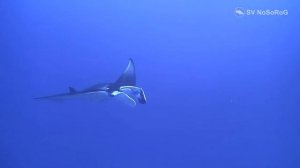 Манта Морской дьявол