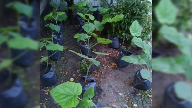 Продажа саженцев Павловнии смотреть онлайн