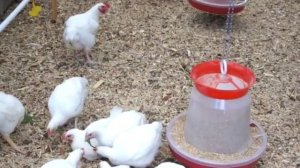 Честная Ферма   Птица в теплице