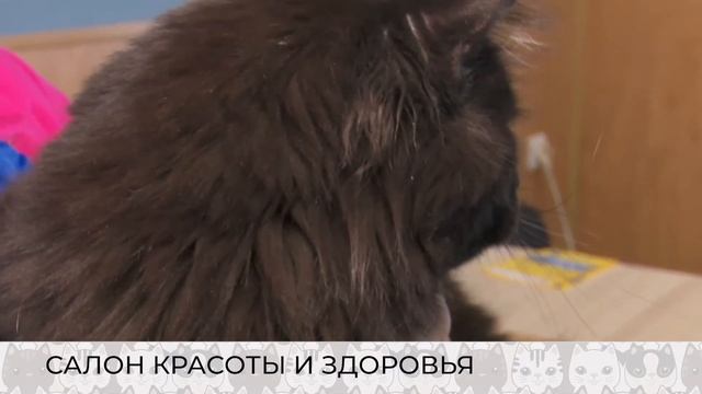 Кошачья логика: порода ориентал и зачем вычесывать питомца