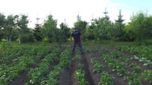 Как быстро и легко окучить картофель?! Показываем как это сделать мотоблоком МОБИЛ К МКМ-4!