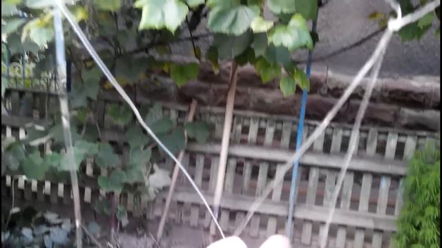 Подвязка огурцов ПЭТ лентой добытой БУТЫЛКОРЕЗОМ. смотреть онлайн