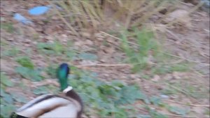 Селезень и утка кряквы