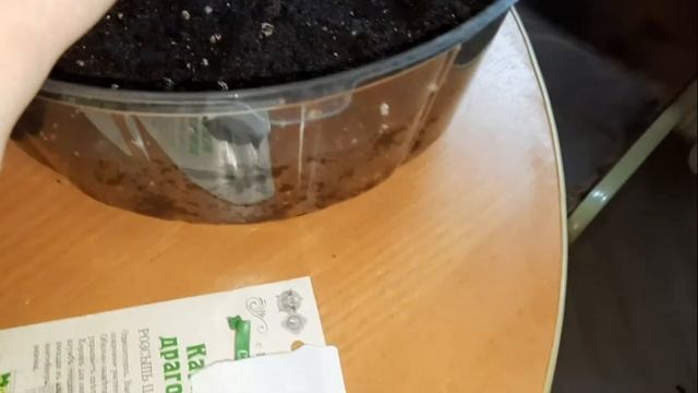 Интересные наблюдения. Сею мяту "Мини минт" и Алиссум. Замачиваю арбузы с дынями. смотреть онлайн