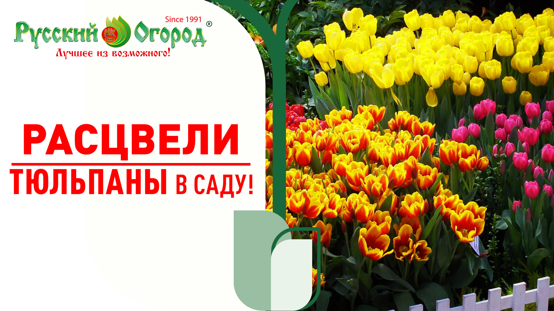 Весенний #король - #тюльпан. Тюльпаны в весеннем саду. Сорта и их цветение.