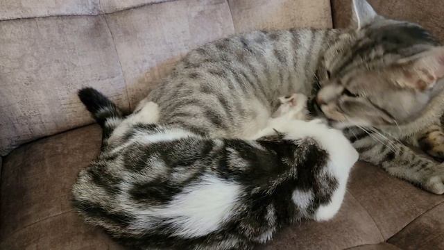 Папа Кот очень любит свою приёмную дочь ❤ смотреть онлайн