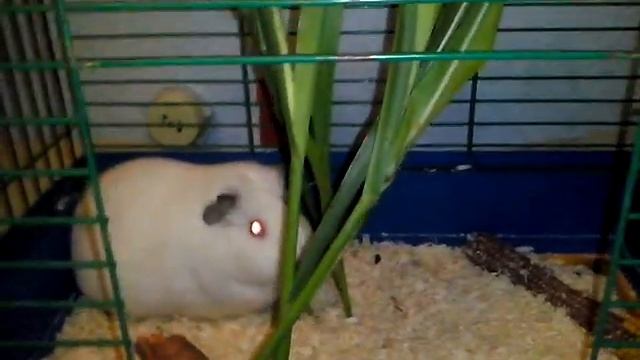 Как кушает морская свинка, английский селф смотреть онлайн