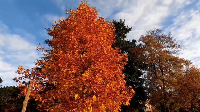 13 ноября день Матицы. Спиридон и Никодим. Народные запреты, приметы, традиции и обряды. смотреть онлайн