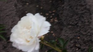 In Full Sail | R2 Flowers BV | Peonies