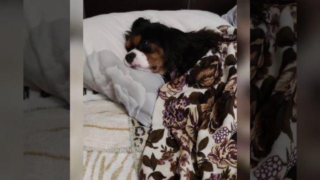 Кавалер Кинг Чарльз Спаниель очень сладко спит