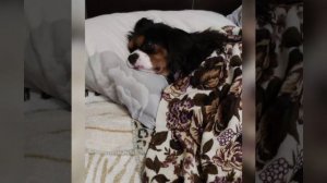 Кавалер Кинг Чарльз Спаниель очень сладко спит