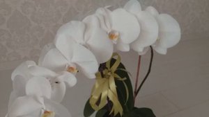 Фаленопсис Белая королевская орхидея. Подарок от подруги. Обильное цветение.