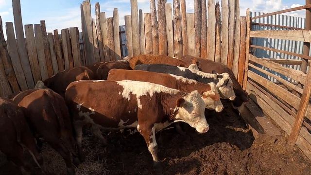 Отбивка и продажа бычков герефордской породы смотреть онлайн