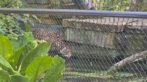 СОШЛИСЬ ИЛИ РАССТАЛИСЬ??ЛЕОН ПРИЕХАЛ?