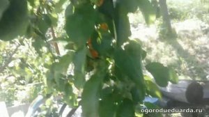 На листьях яблони появились пятна Рассказываю как лечить и что это