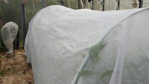 Тепличка в теплице для цитрусов