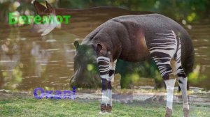 Розвиваюче відео для дітей.  Тварини Африки.   Голоса тварин.