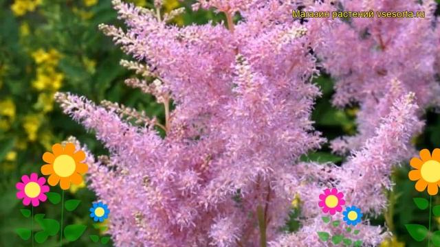 Астильба арендса Хиазинт. Краткий обзор, описание характеристик, где купить саженцы Hyazinth смотреть онлайн