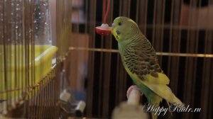 Клип о семье