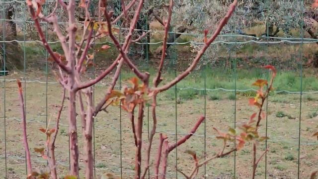 Весна и работы в саду. Миндаль цветёт! Впервые посеяла семена в улитку… смотреть онлайн