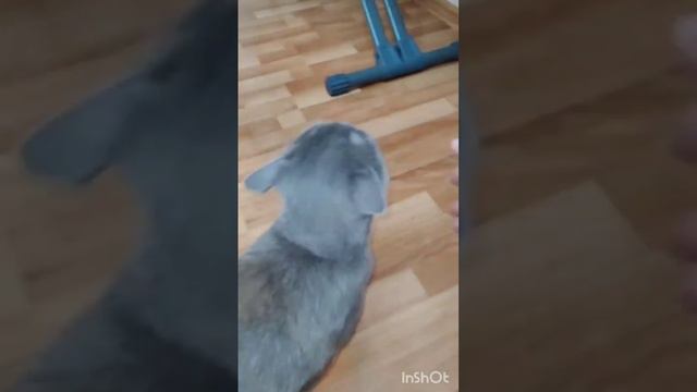 Бэлла ищет дом.mp4