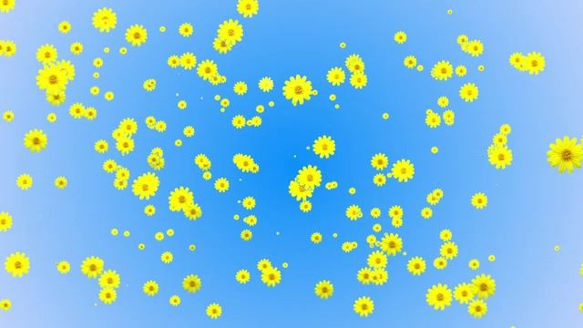 Фон Желтые цветы на голубом для видео-монтажа. Красивый футаж