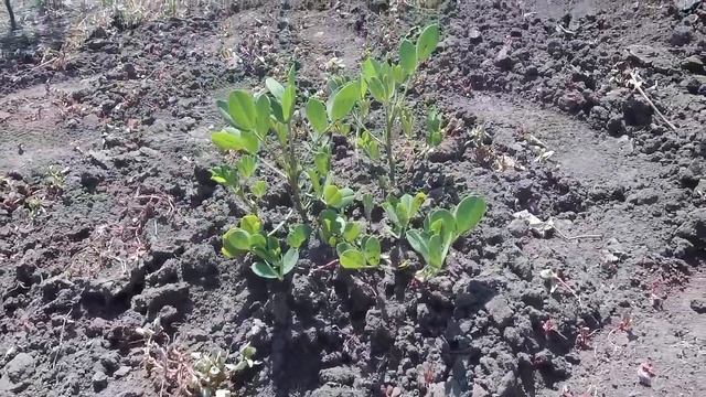 Помидоры, арахис, орех и др. Желтые Воды смотреть онлайн