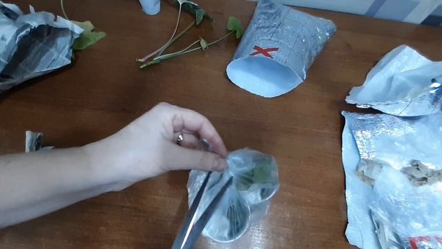 Мои первые новинки цветов в феврале 2023года смотреть онлайн