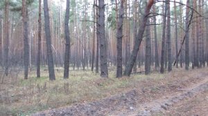 Природа Воронежской области.Река Усманка .