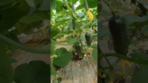 Огурец Мадрилене F1 на прививке (на тыкве)