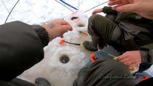 Рыбалка Зимой На Ротана На Косынки Эксперимент!!! Крупный Ротан