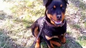 ДРЕССИРОВКА РОТВЕЙЛЕРА команда сидеть с выдержкой