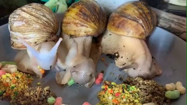 А вы видели, как едят улитки смотреть онлайн