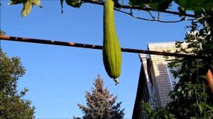 Люфа  .Натуральная мочалка, актуальная сегодня ,впрочем как и всегда.