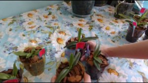 Саженцы Орхидеи в стеклянной бутылки из Таиланда