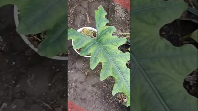 Cara Merawat Alokasia Sabrina | How To Take Care Of Alocasia Zebrina